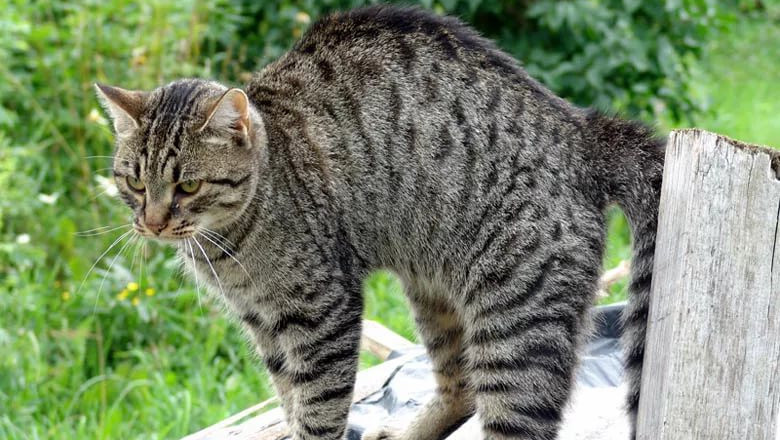 Кот и мягкая игрушка 