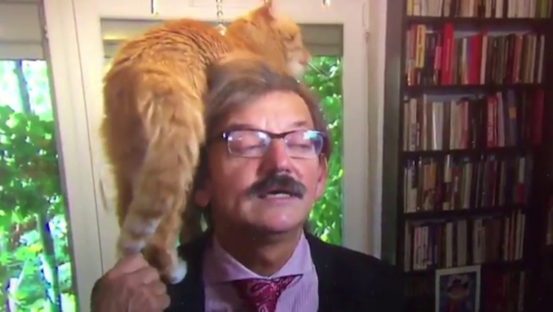 Польский историк и его кот