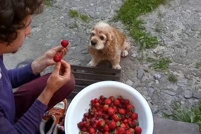 Любительница клубники 