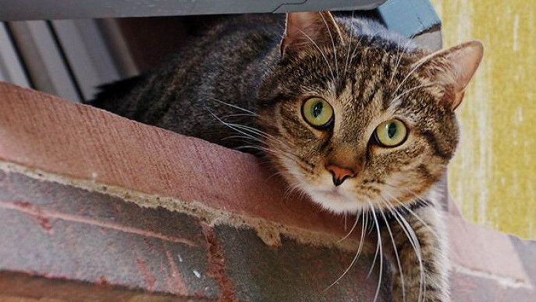 Неугомонные коты 