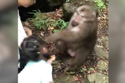 Раздражительная обезьяна 