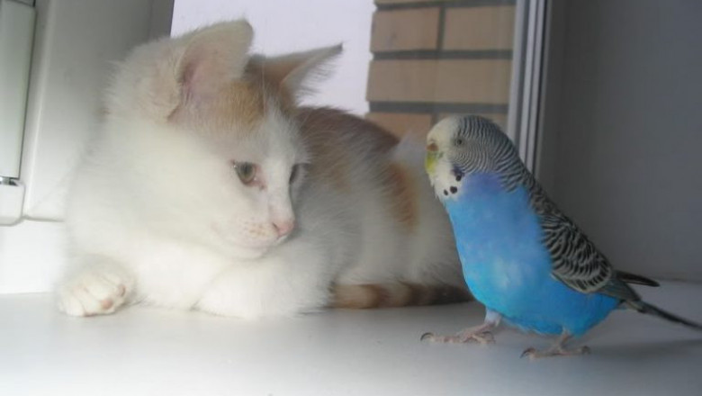 Кот и его друзья попугаи 
