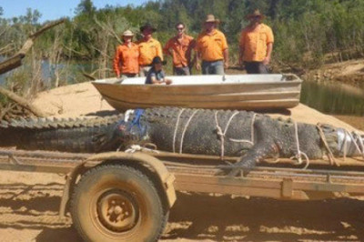 В Австралии пойман гигантский крокодил 