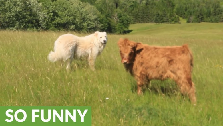 И  разбежались ...