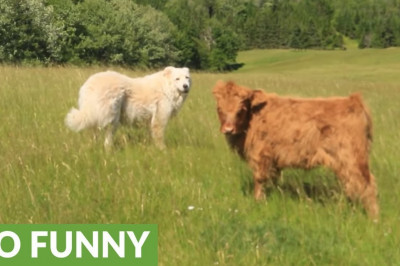 И  разбежались ...