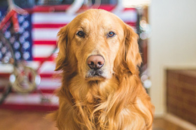 Золотистый ретривер выступил на шоу талантов и прошёл в следующий этап 