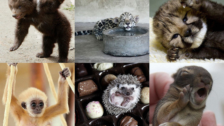 Умилительное и забавное зверьё 