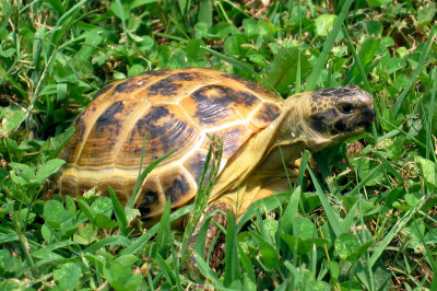 Немного странная черепаха 