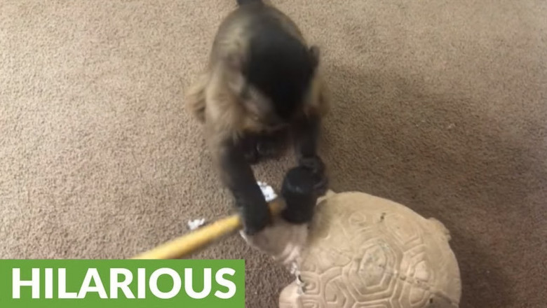 Явно чем-то не понравилась ...