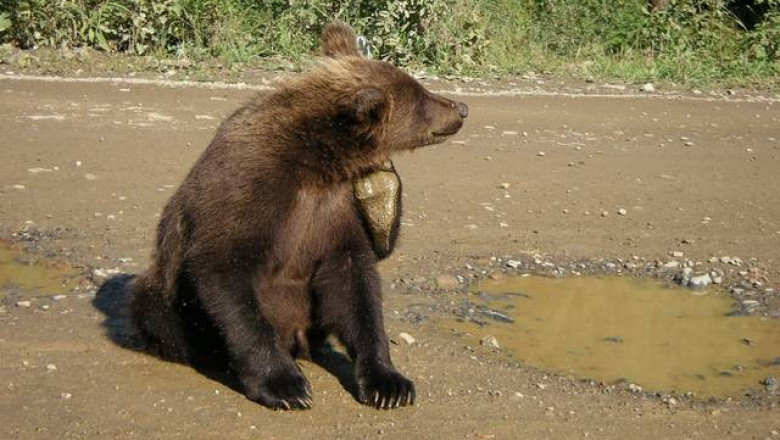 Настырный медведь 