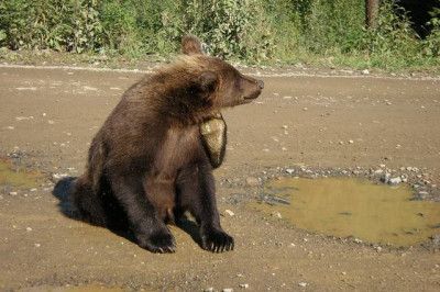Настырный медведь 
