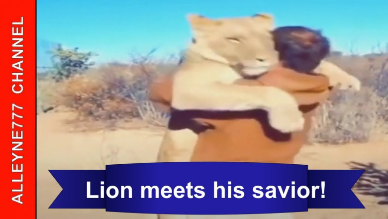 Молодая львица  узнала своего спасителя 