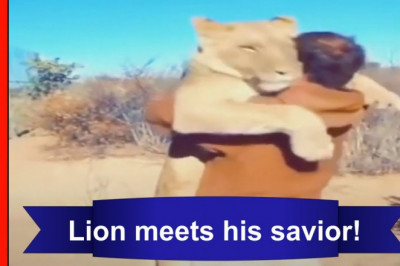 Молодая львица  узнала своего спасителя 