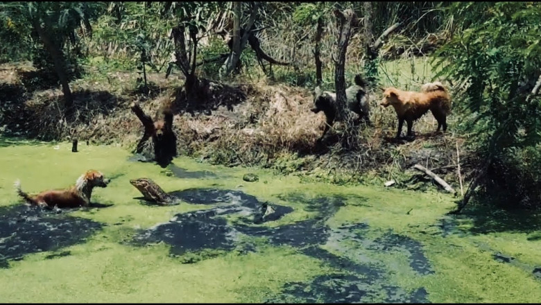 Собаки напали на варана 