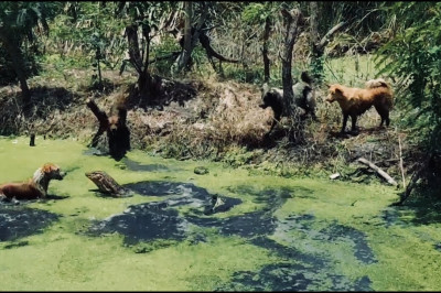 Собаки напали на варана 