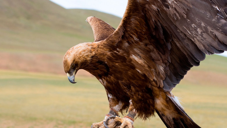 Нападение беркута на девочку 