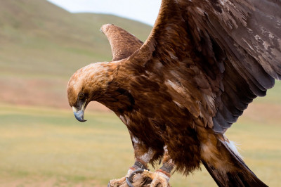 Нападение беркута на девочку 
