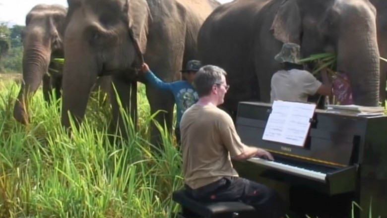 Музыка и слон 