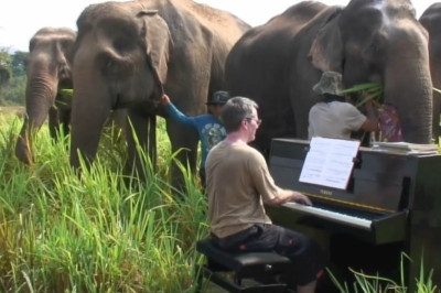 Музыка и слон 