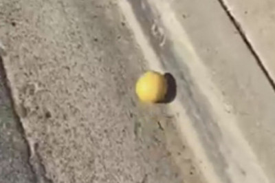 Лимон , завоевавший внимание пользователей Сети 