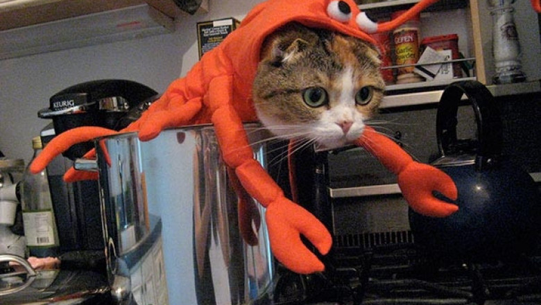 Мы такие милашки !