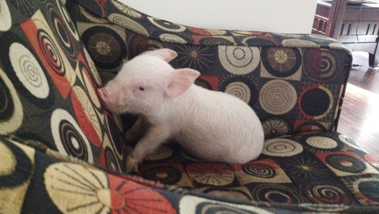 А не завести ли мне свинку ?!