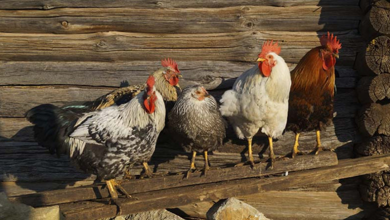 День рождения петуха 