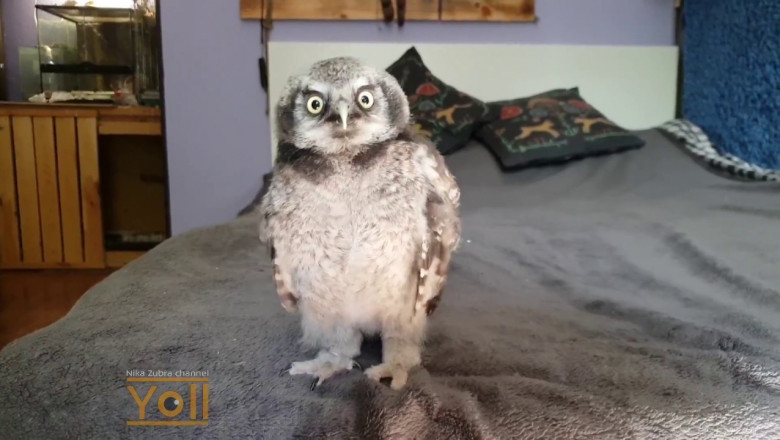 Попробуй тут не накорми !