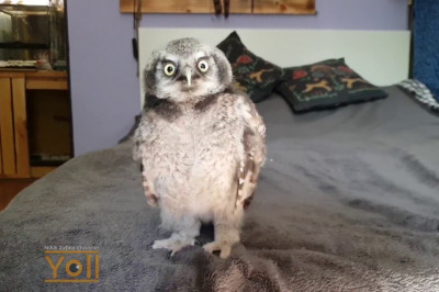 Попробуй тут не накорми !