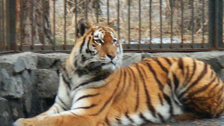 Тигр сделал попытку напасть на малыша 