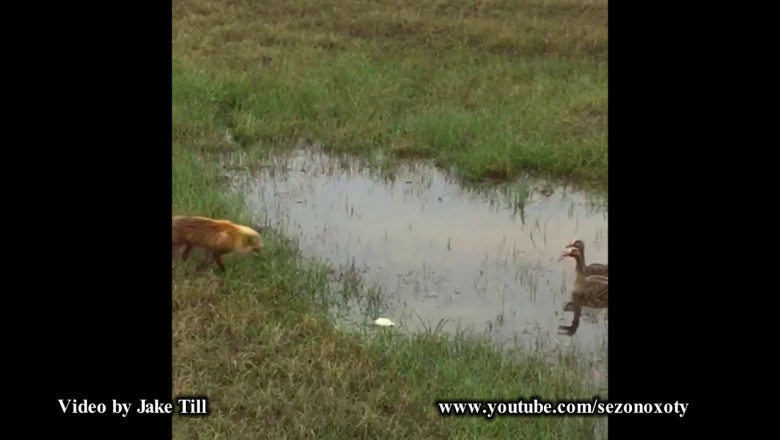 Отважный гусь защищает свою семью