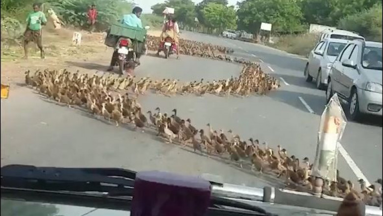 Утки отправились в поход 