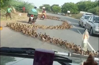 Утки отправились в поход 