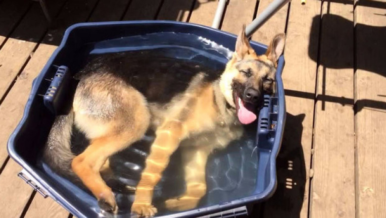 Овчарки спасаются от жары 