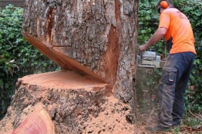 Виртуозное  спиливание дерева 