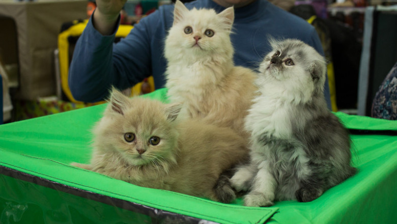 Видео репортаж с Международной выставки кошек 
