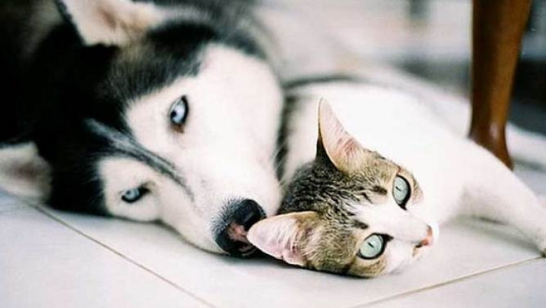 Приставучий котёнок 