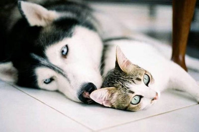 Приставучий котёнок 