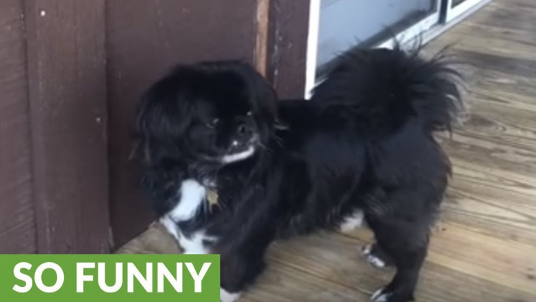 Пекинес и солнечный зайчик 