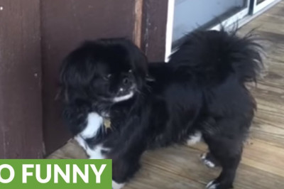 Пекинес и солнечный зайчик 