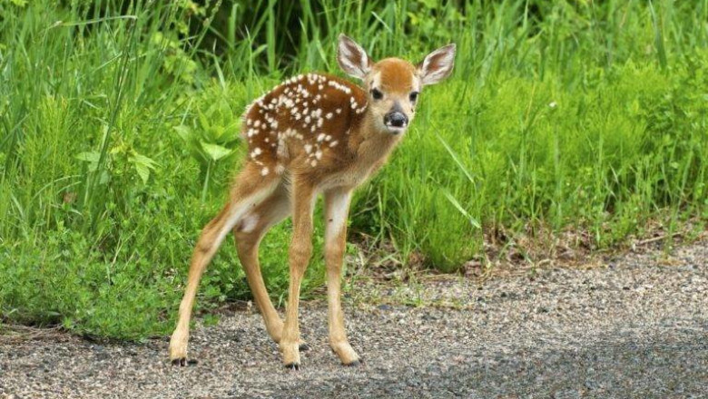 Оленёнок в московском автосалоне 