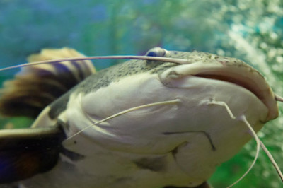 Коварный сом 