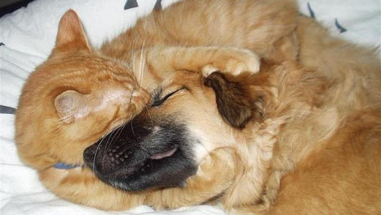 Вот такая у нас любовь !