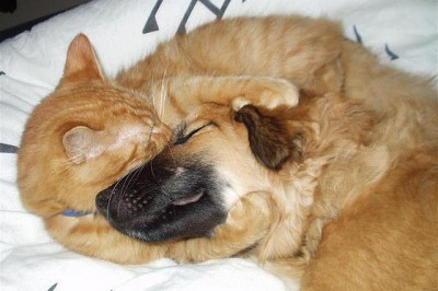 Вот такая у нас любовь !