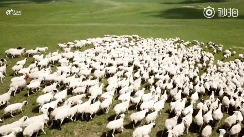 Дроны в качестве пастухов 