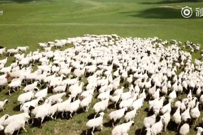 Дроны в качестве пастухов 