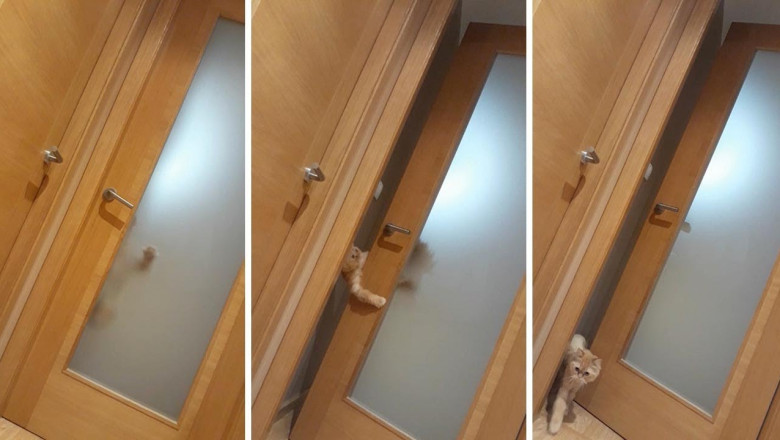 Догадливый кот 