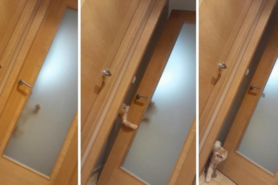 Догадливый кот 