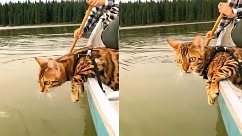 Кот , плывущий  в лодке  