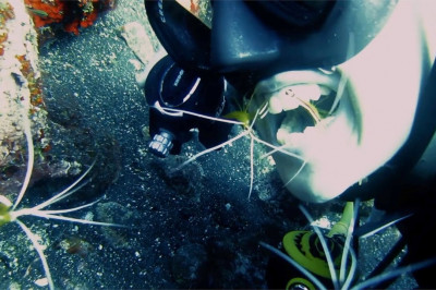 Креветки вместо зубной щётки 